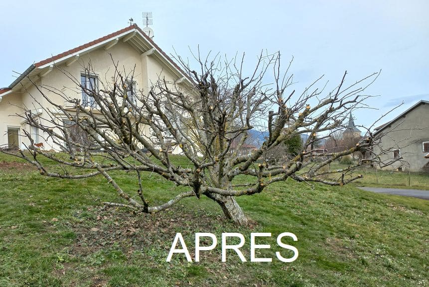 taille des arbres fruitiers BERGER JARDINS