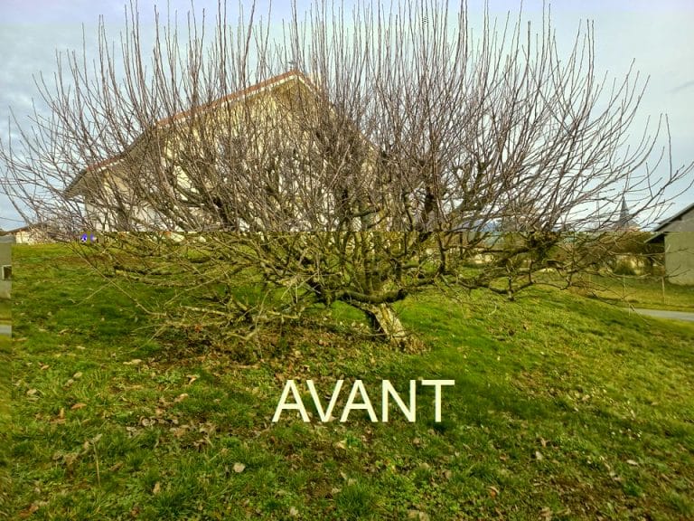 taille des arbres fruitiers BERGER JARDINS